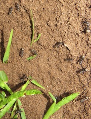 Camponotus cinctellus