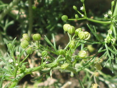 Apiastrum angustifolium