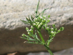 Apiastrum angustifolium