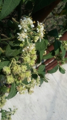 Montanoa tomentosa