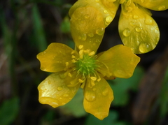 Ranunculus paludosus