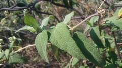 Montanoa tomentosa