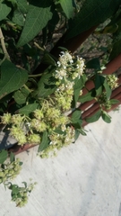 Montanoa tomentosa