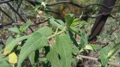 Montanoa tomentosa