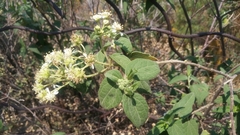 Montanoa tomentosa