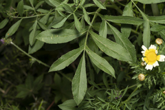 Ammi