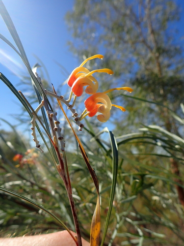 Image of Grevillea refracta by (c) ronavery, some rights reserved (CC BY)