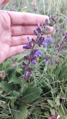 Salvia sclareoides