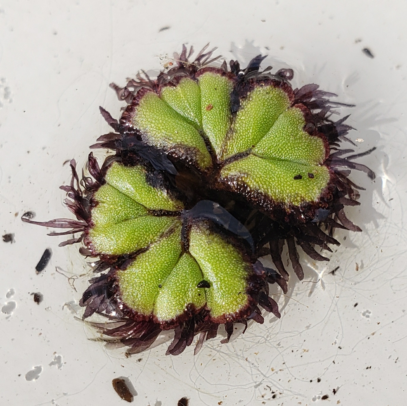 Marchantiopsida