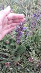 Salvia sclareoides