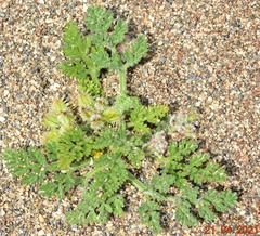 Daucus pumilus