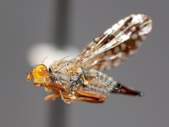 Neotephritis
