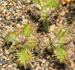 Daucus pumilus