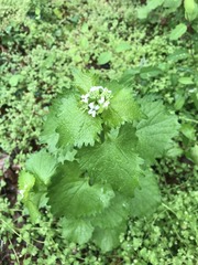 Angiospermae