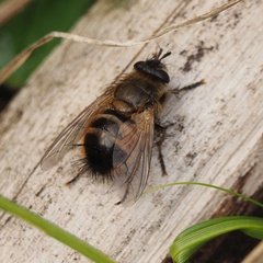 Tachina lurida