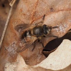 Tachina lurida