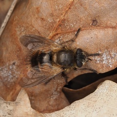 Tachina lurida
