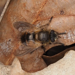Tachina lurida