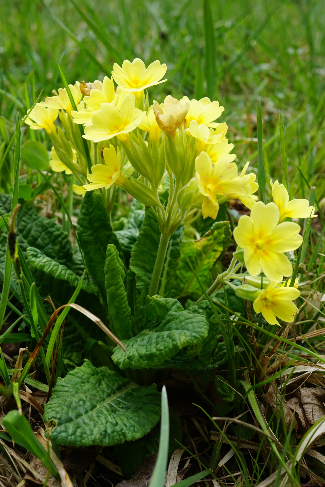 Primula X polyantha