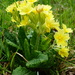 Primula × polyantha - Photo (c) Patrick Hacker, algunos derechos reservados (CC BY), subido por Patrick Hacker