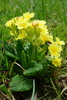 Polyanthus - Photo (c) Patrick Hacker, some rights reserved (CC BY), uploaded by Patrick Hacker