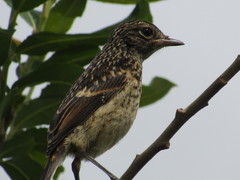 Saxicola rubicola