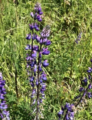 Lupinus rivularis