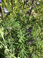 Lupinus rivularis