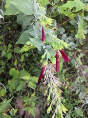 Salvia rosei