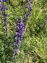 Lupinus rivularis