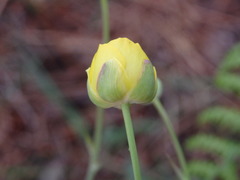 Ranunculus bupleuroides