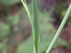 Ranunculus bupleuroides