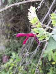 Salvia rosei