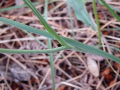 Ranunculus bupleuroides