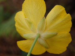 Ranunculus bupleuroides