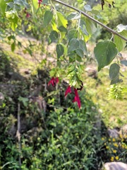Salvia rosei