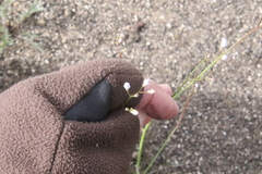 Saltugilia australis