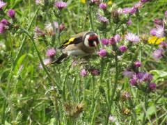 Carduelis carduelis