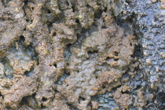 Callithamnion pikeanum