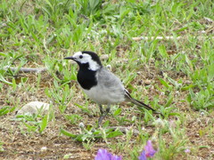 Motacilla alba