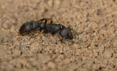 Bothroponera pachyderma