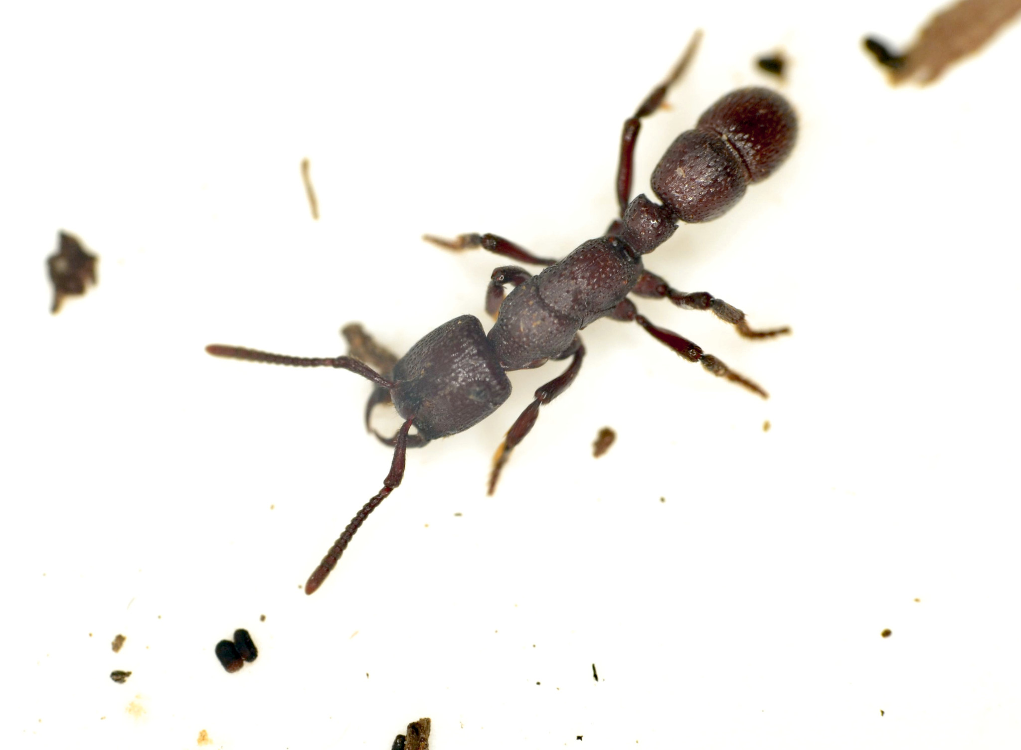 Psalidomyrmex foveolatus