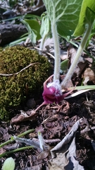 Asarum canadense canadense