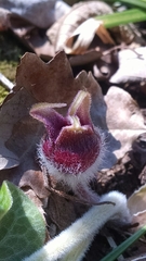 Asarum canadense canadense