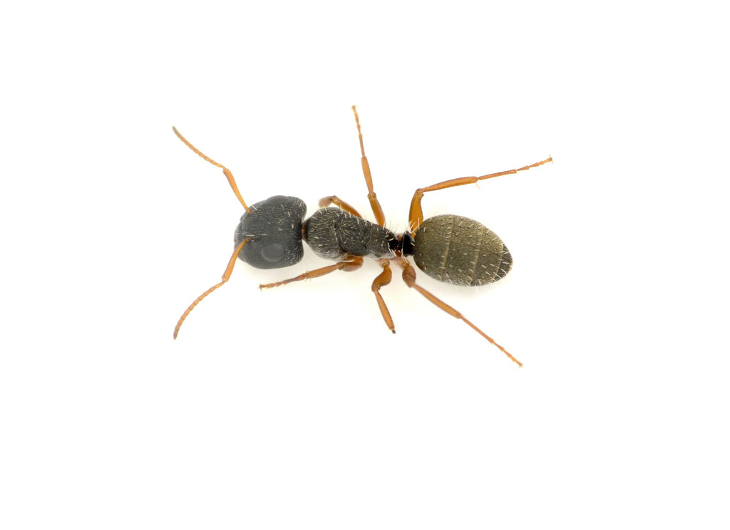 Camponotus orthodoxus