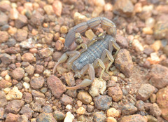 Hottentotta hottentotta