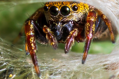Salticinae