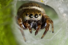 Salticinae