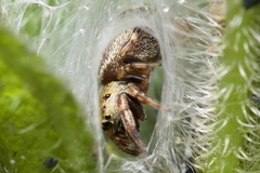Salticinae