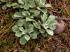Antennaria neglecta
